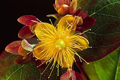 《战地医院》进厂压盘 1月11日发售